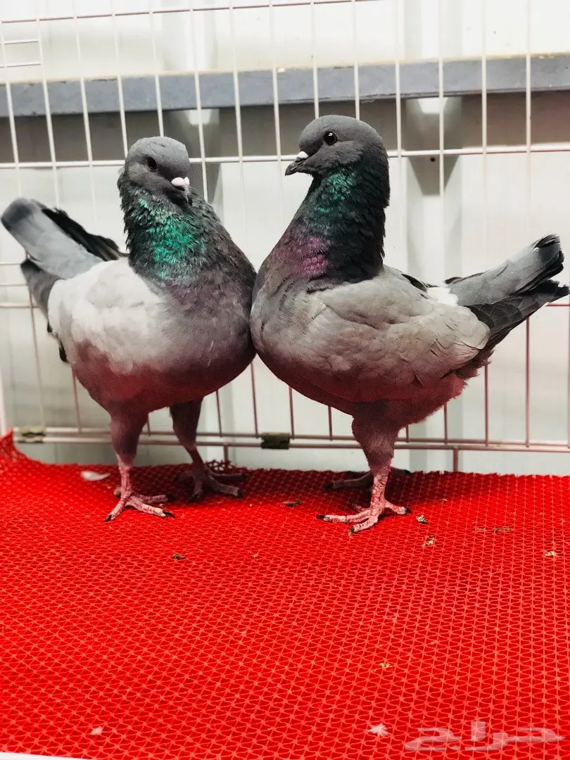 جوز كنق مودينا بارلس نوادر للبيع  (image 8)