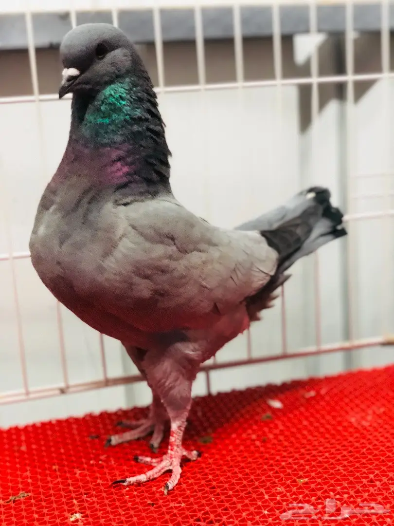 جوز كنق مودينا بارلس نوادر للبيع  (image 10)