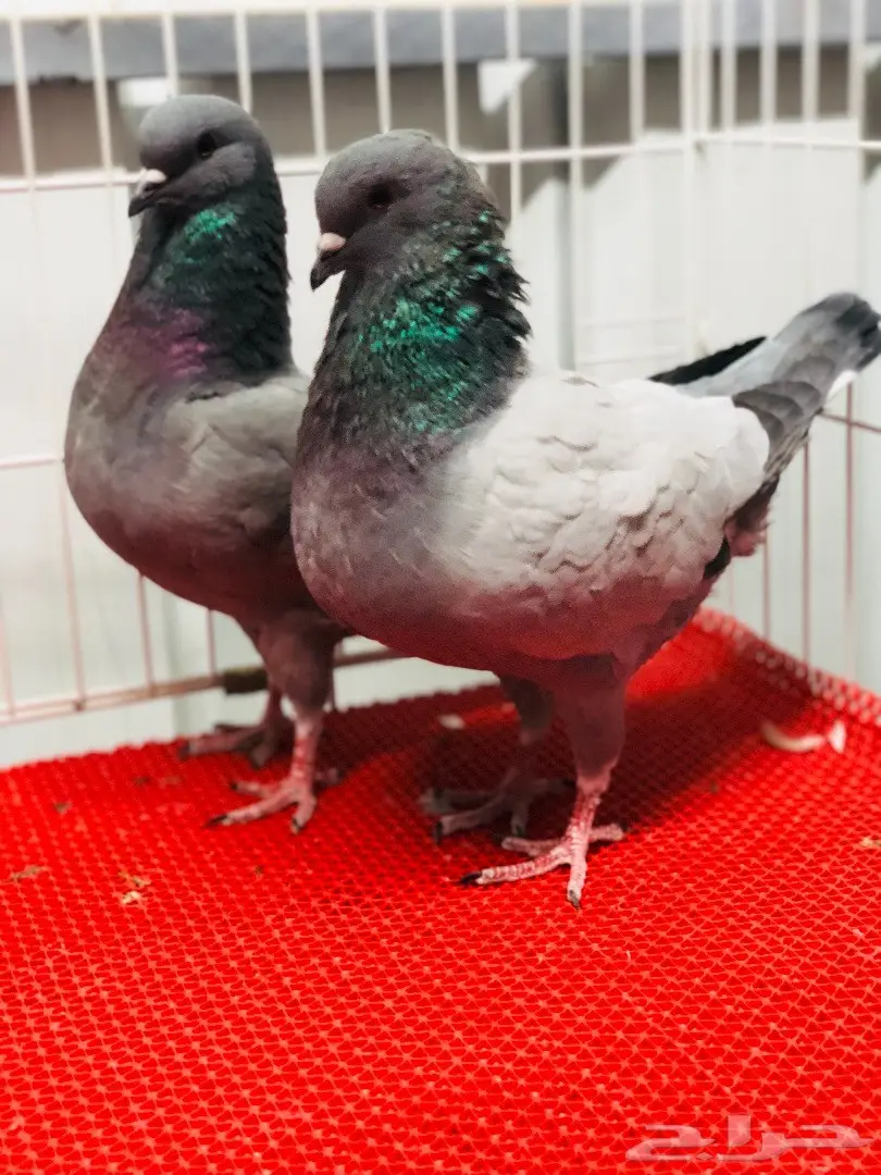 جوز كنق مودينا بارلس نوادر للبيع  (image 12)