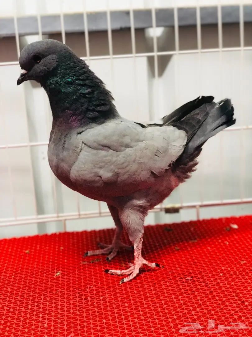 جوز كنق مودينا بارلس نوادر للبيع  (image 13)