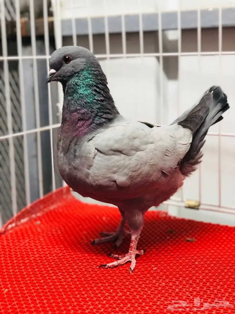 جوز كنق مودينا بارلس نوادر للبيع  (image 14)