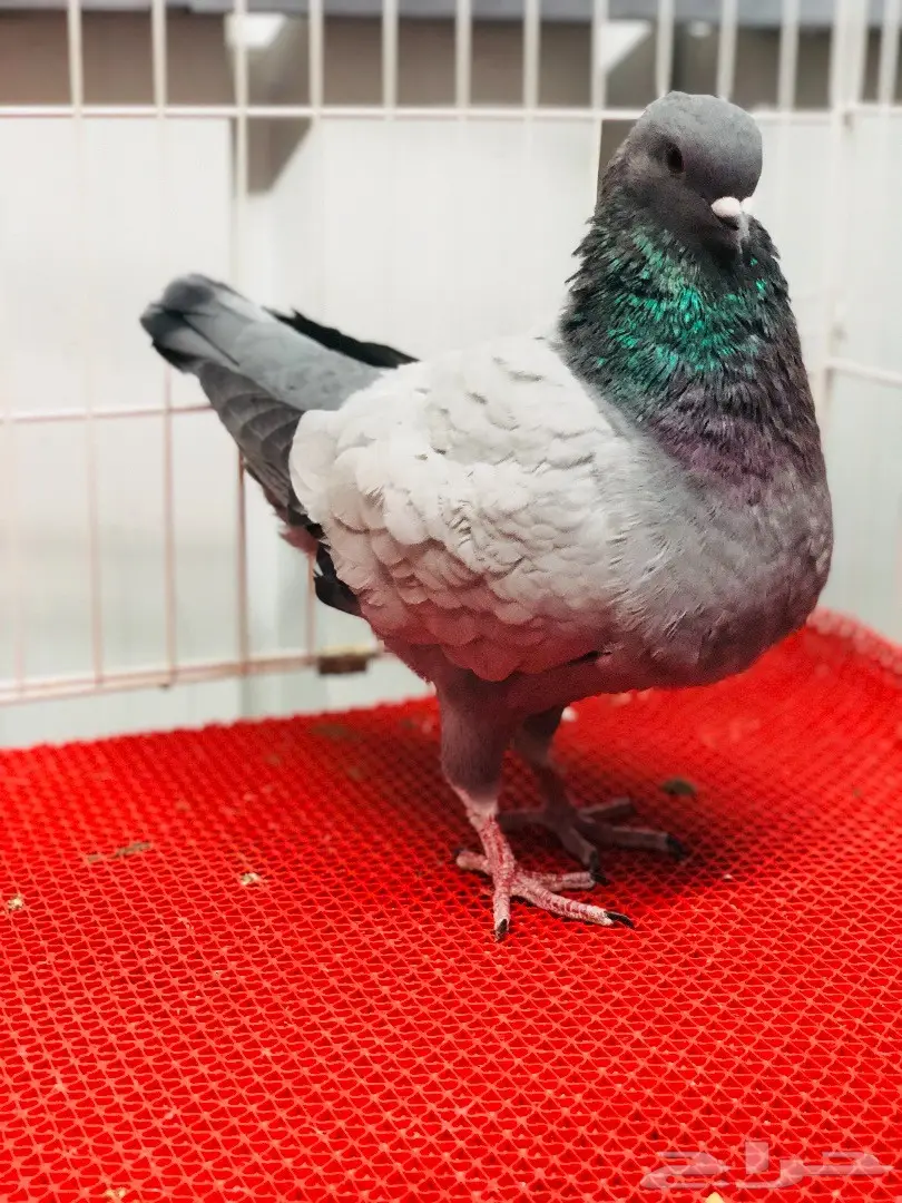 جوز كنق مودينا بارلس نوادر للبيع  (image 16)