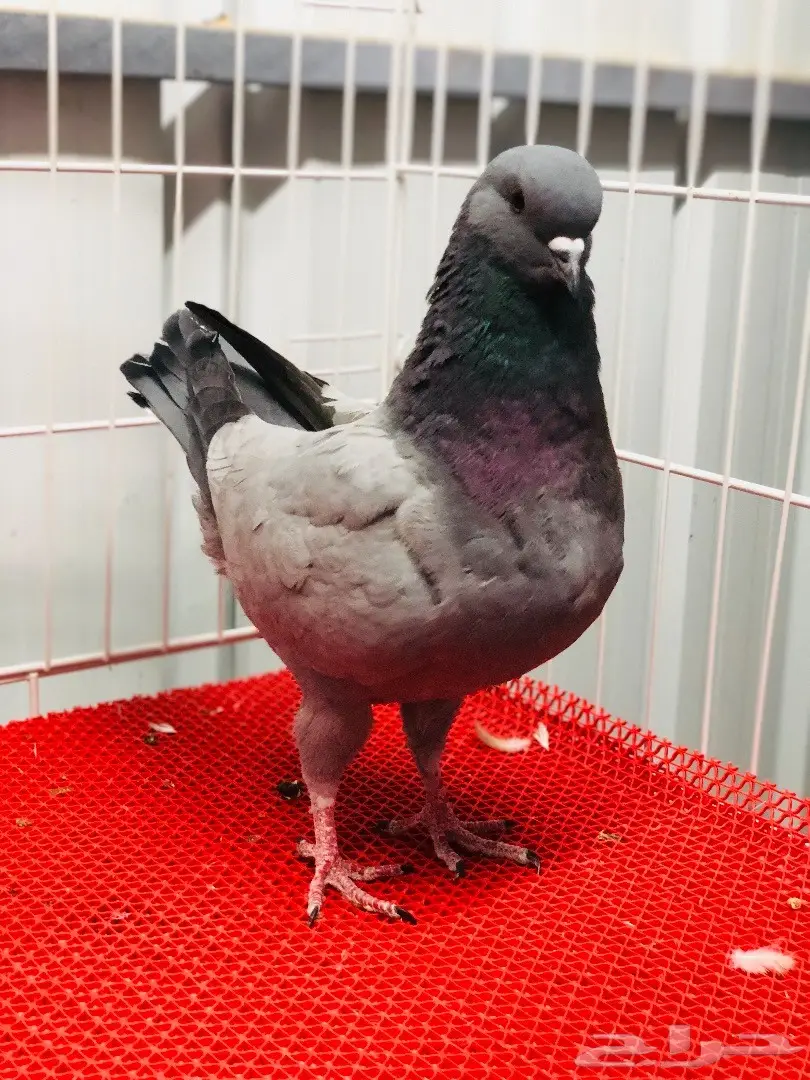 جوز كنق مودينا بارلس نوادر للبيع  (image 17)