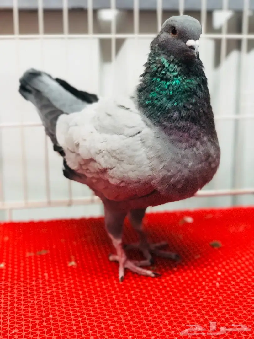 جوز كنق مودينا بارلس نوادر للبيع  (image 18)