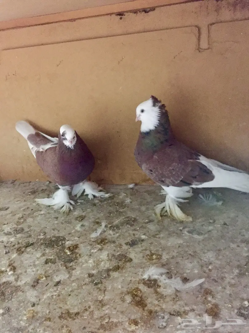  زوج صفاق وذكر  كنق 