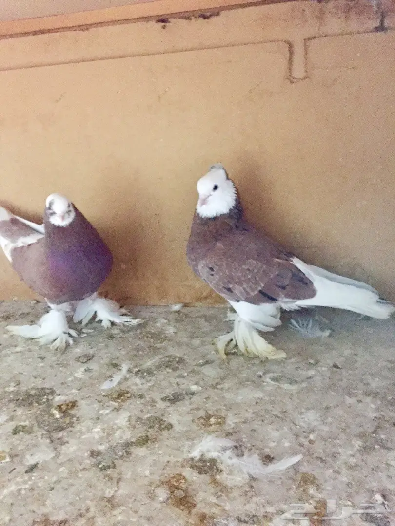  زوج صفاق وذكر  كنق  (image 1)