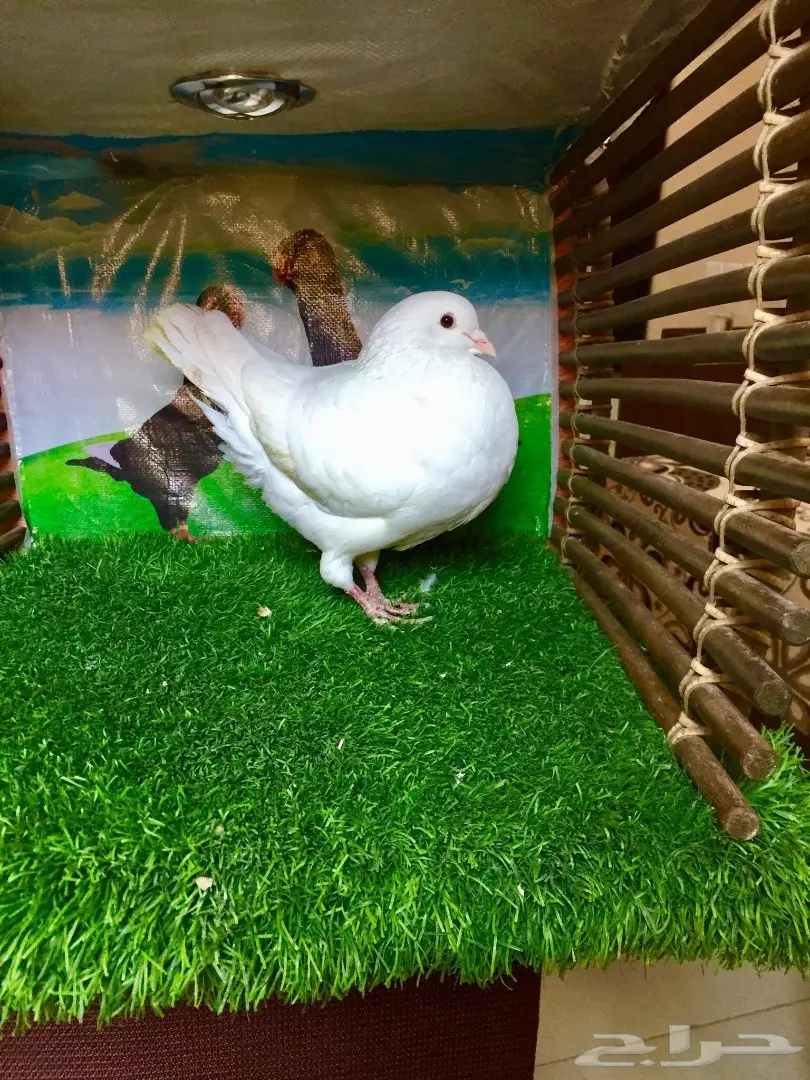  زوج صفاق وذكر  كنق  (image 2)