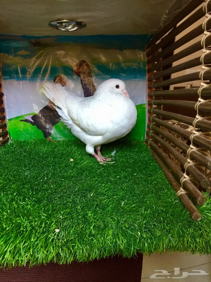  زوج صفاق وذكر  كنق  (image 3)