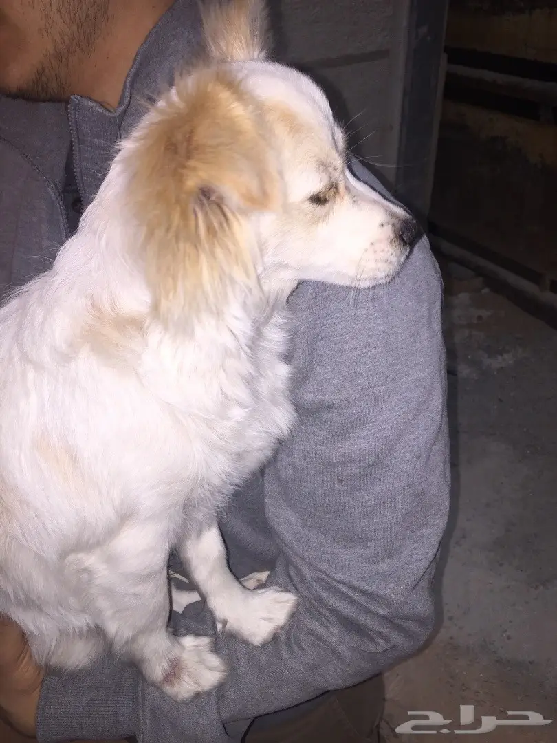 جرو فرنسي لطيف - فرصة لا تُفوّت! (image 2)