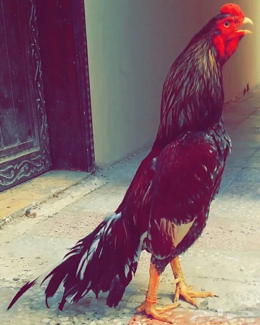 ديك ميوالي (image 3)