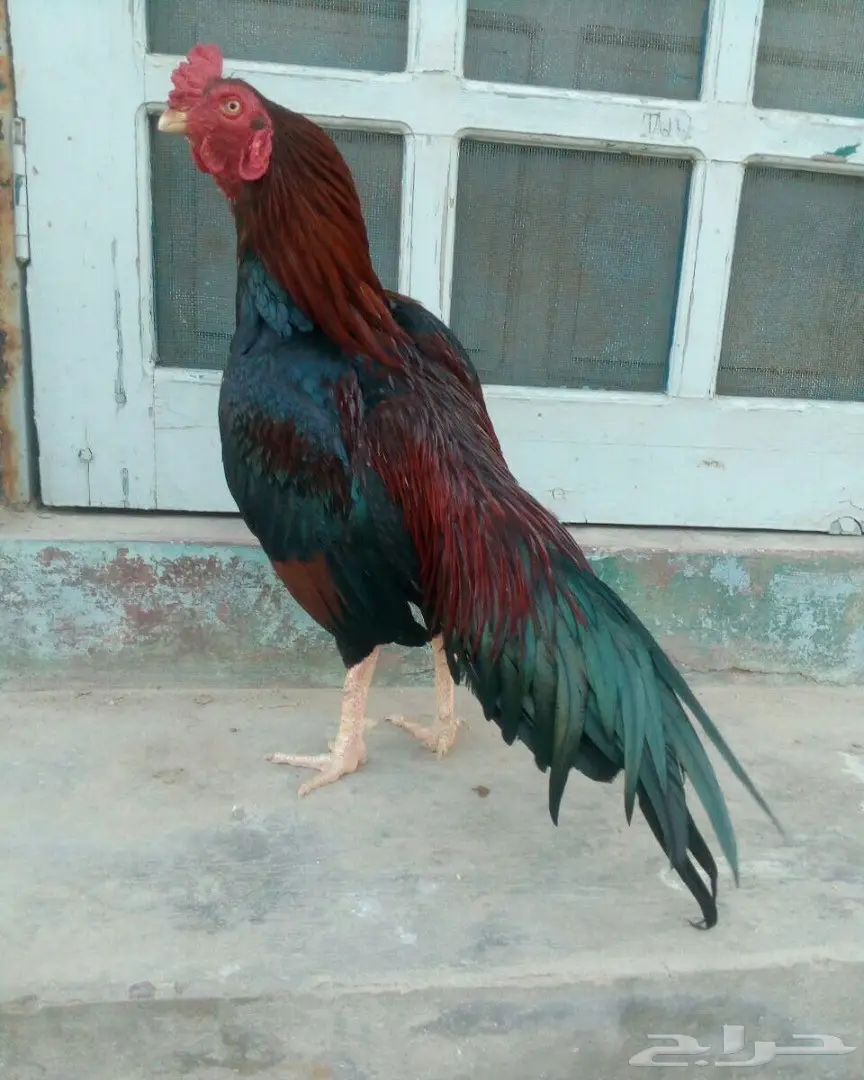 ديك ميوالي (image 1)