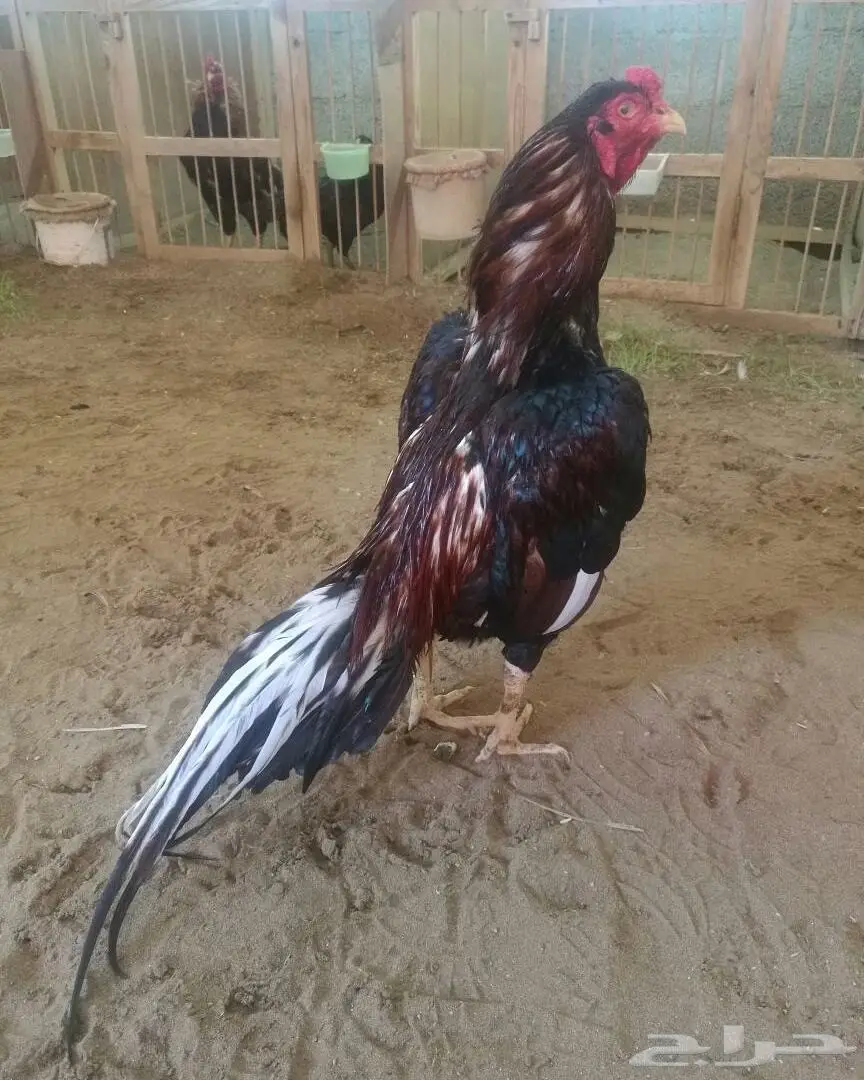 ديك ميوالي (image 2)