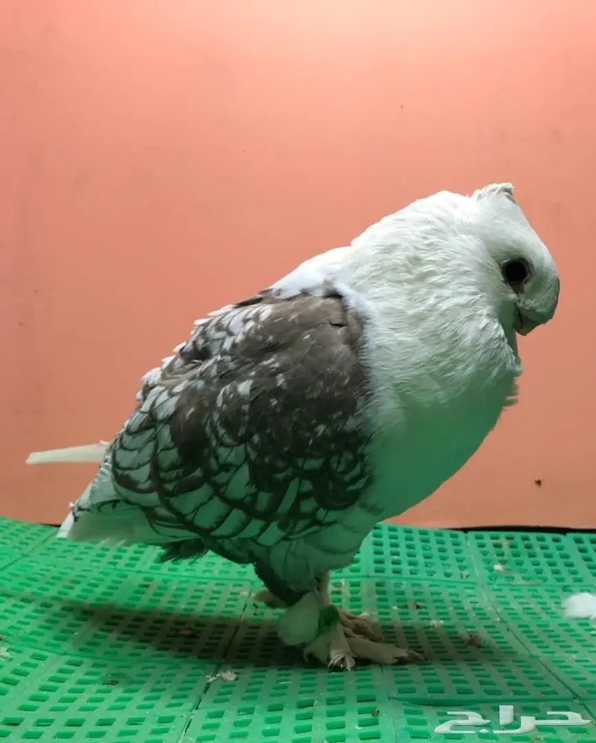 فحل ستانيات 2017 من الانتاج مستوىء . Top