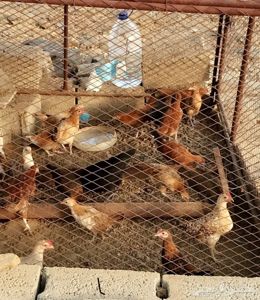 دجاج بلدي (image 4)