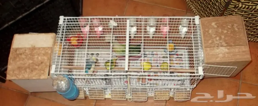 جوزين ببغاء بادجي طيور الحب منتجة (image 1)