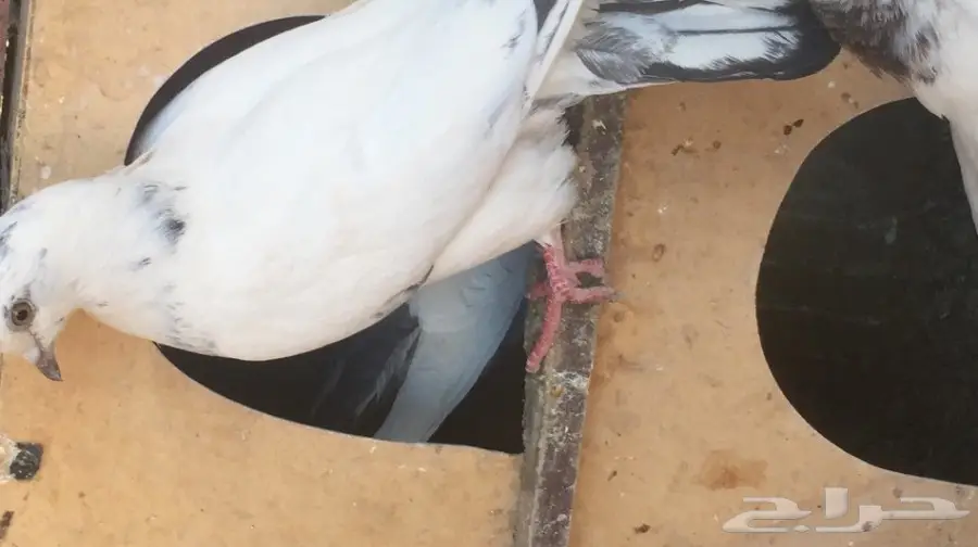 حمام هندي (image 1)