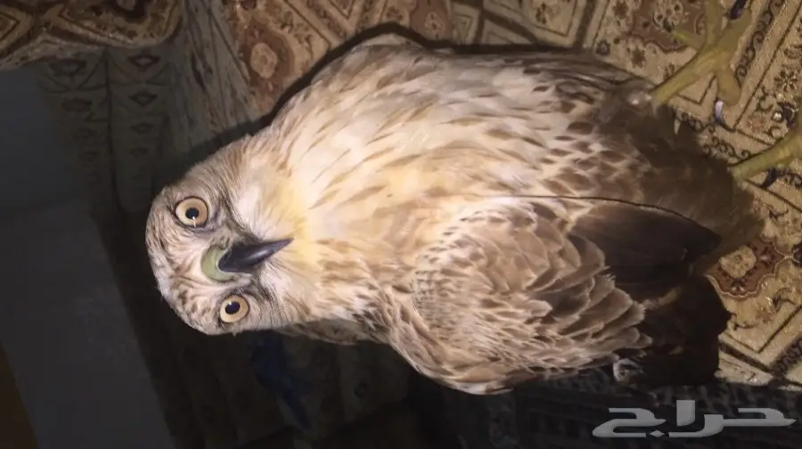 صقر للبيع