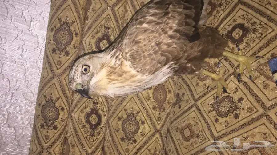 صقر للبيع (image 1)