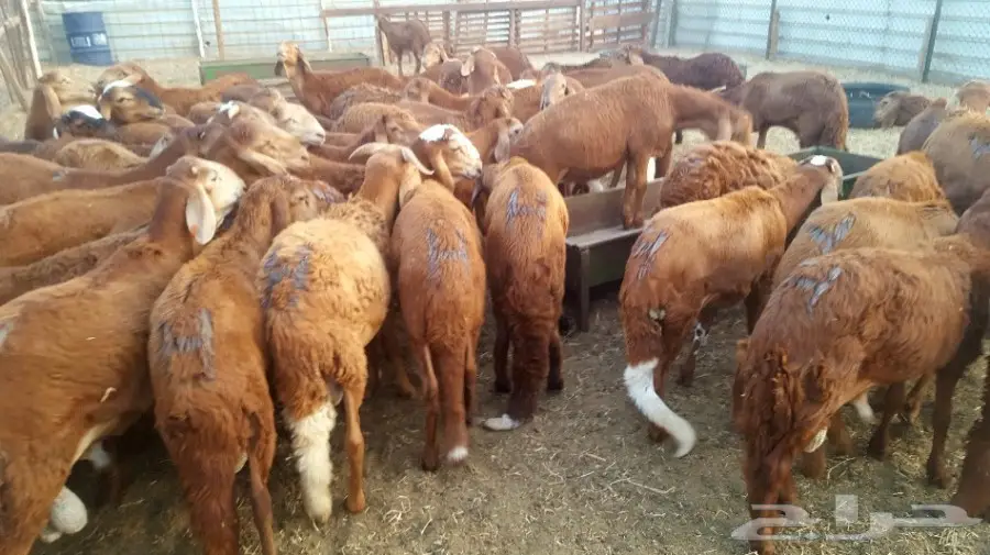 طليان سواكن حمريات تربية مقفلة (image 13)