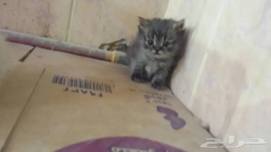 هملايا كتاكيت  (image 3)