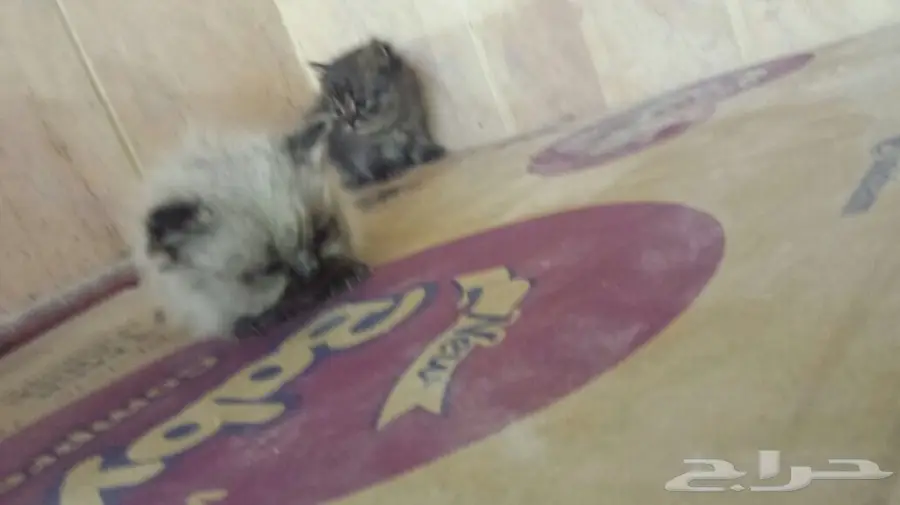 هملايا كتاكيت  (image 4)