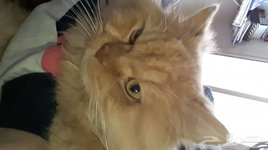 قط ذكر بالغ للتبني .. 