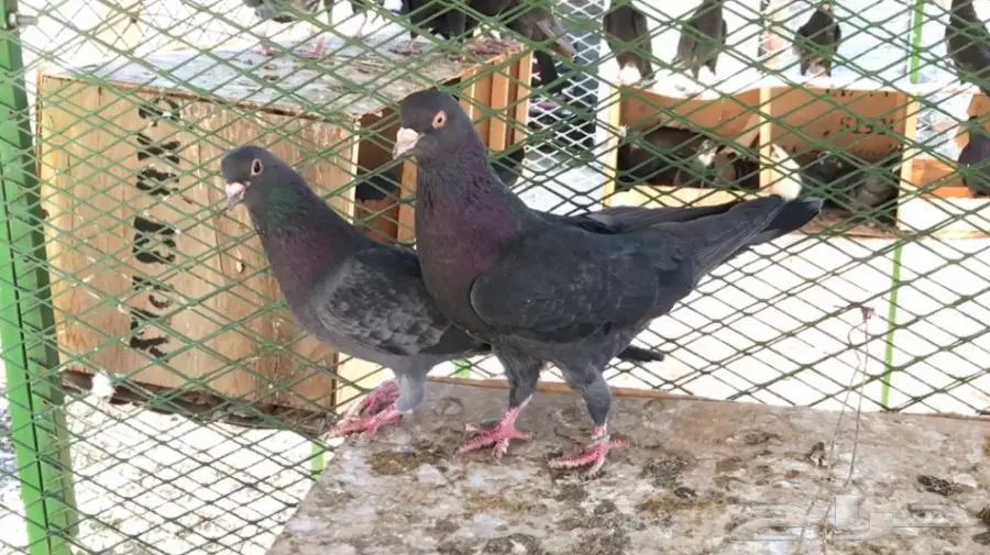 عشاق القطايف. (( زرررق ))  (image 10)