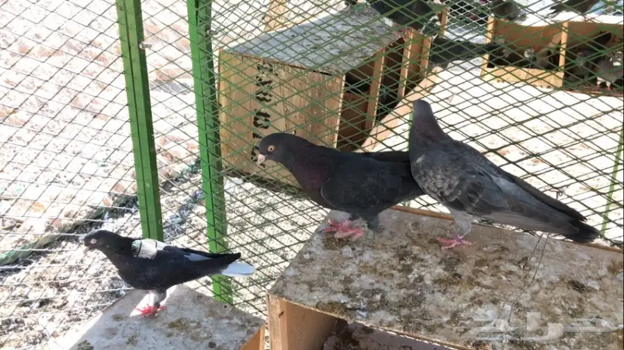 عشاق القطايف. (( زرررق ))  (image 11)