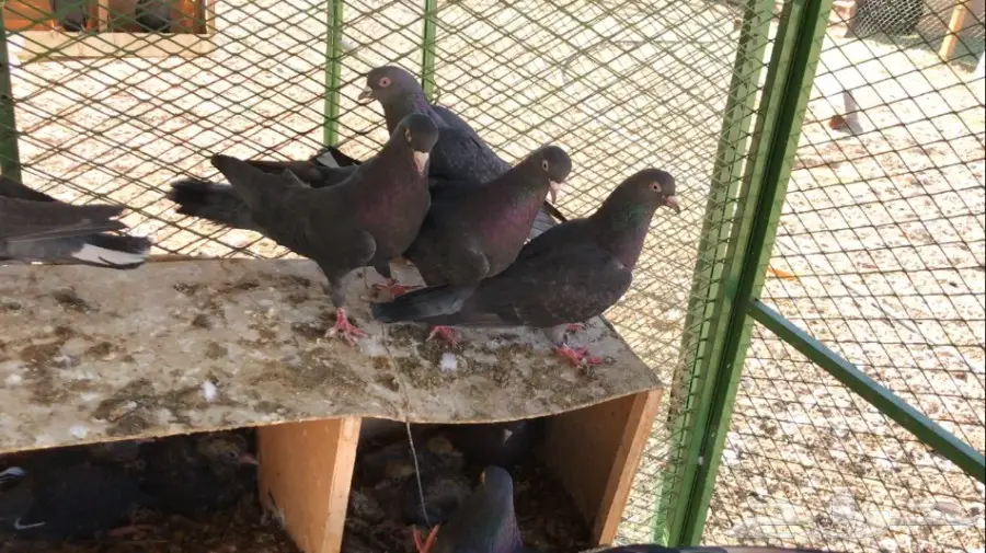 عشاق القطايف. (( زرررق ))  (image 12)