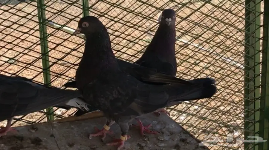 عشاق القطايف. (( زرررق ))  (image 13)