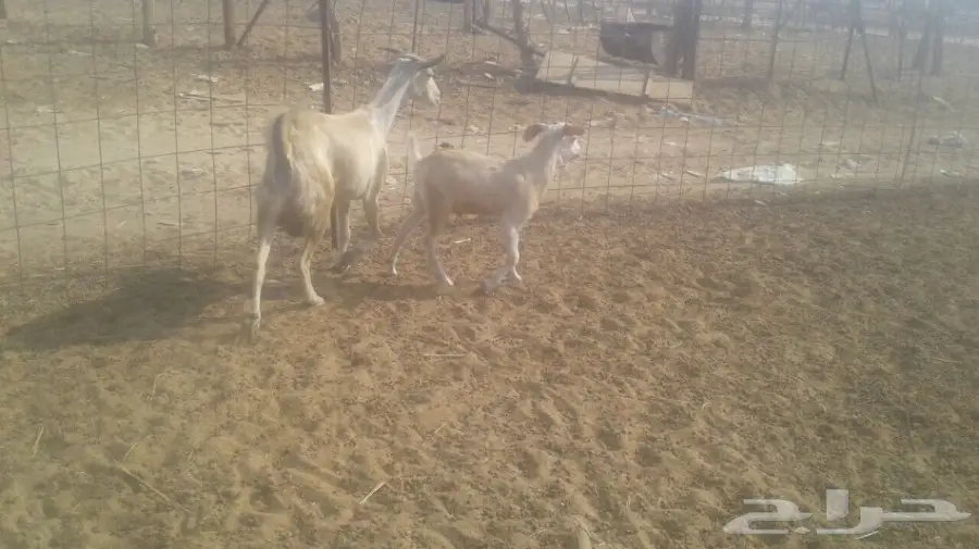 تيس بيشي لبني