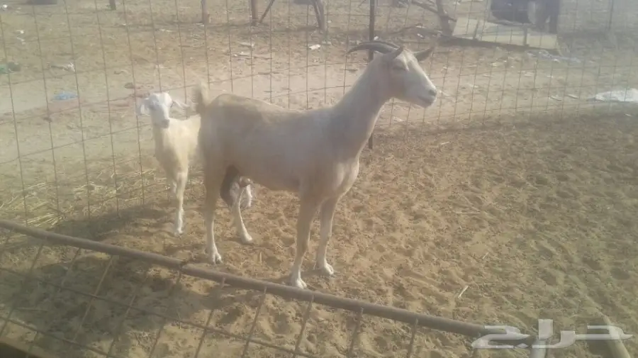 تيس بيشي لبني (image 2)