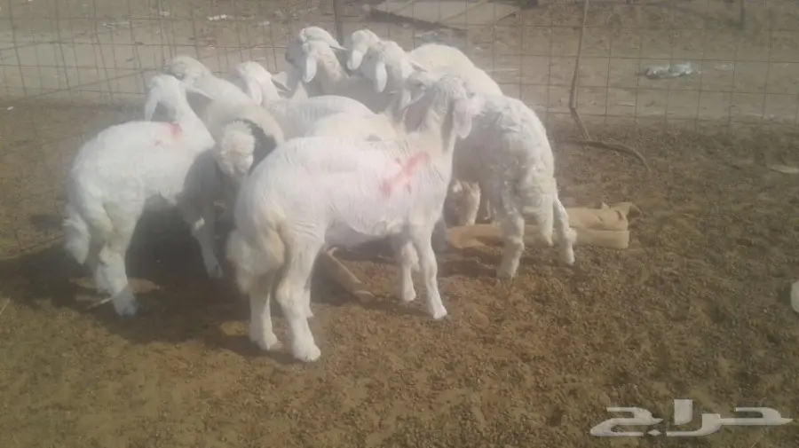 طليان ورخال 