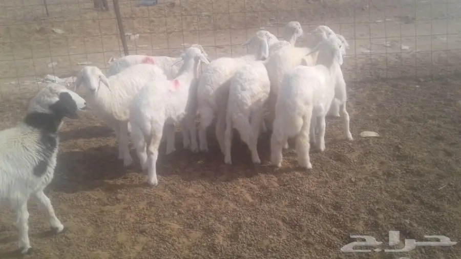 طليان ورخال  (image 1)