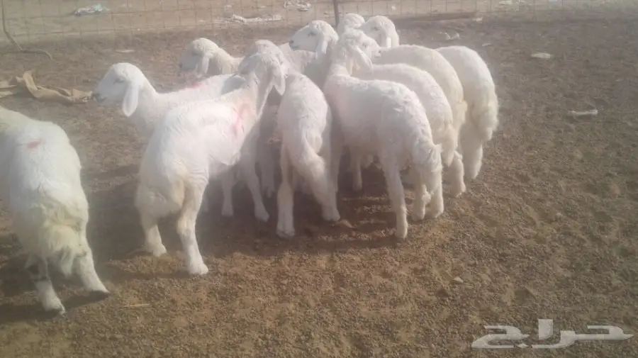 طليان ورخال  (image 2)