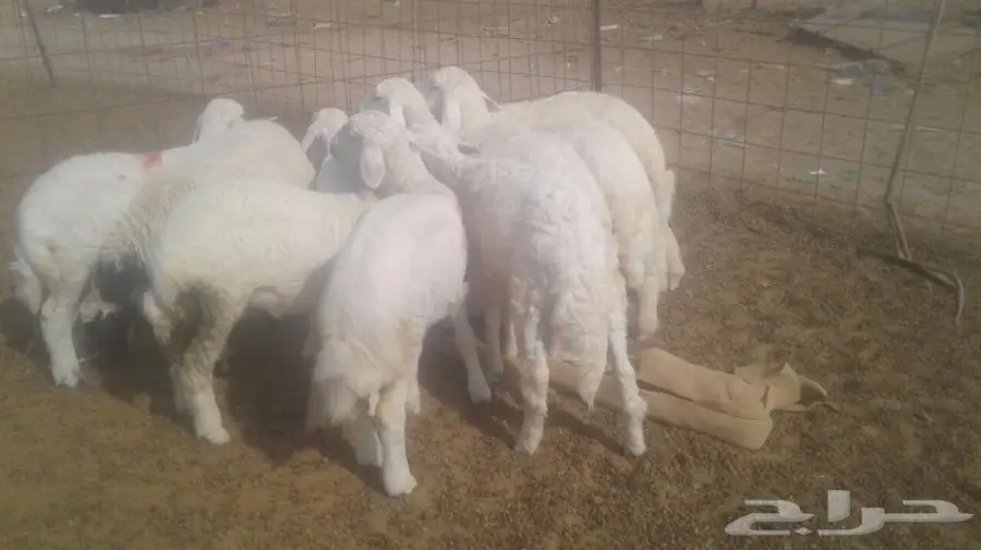 طليان ورخال  (image 3)