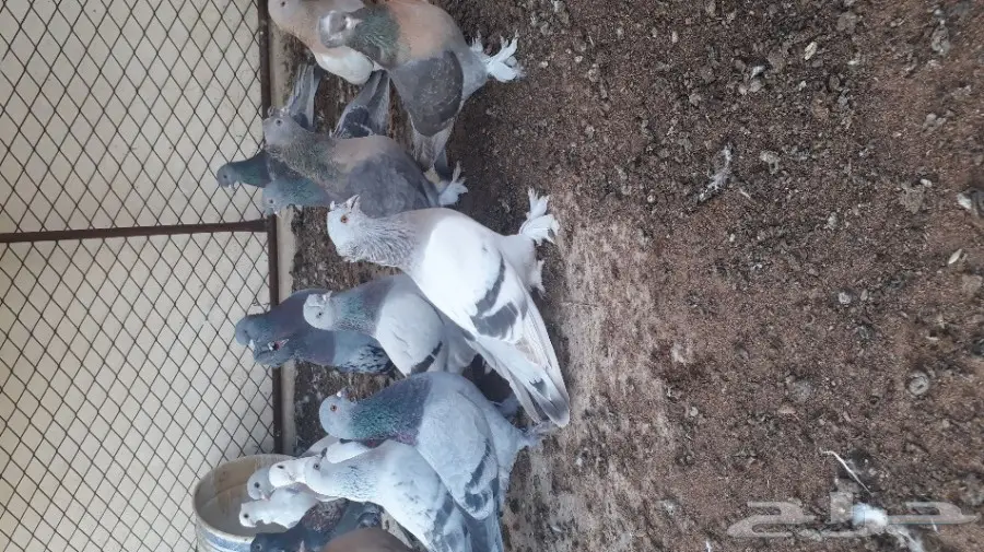 حمام اتراك (image 1)