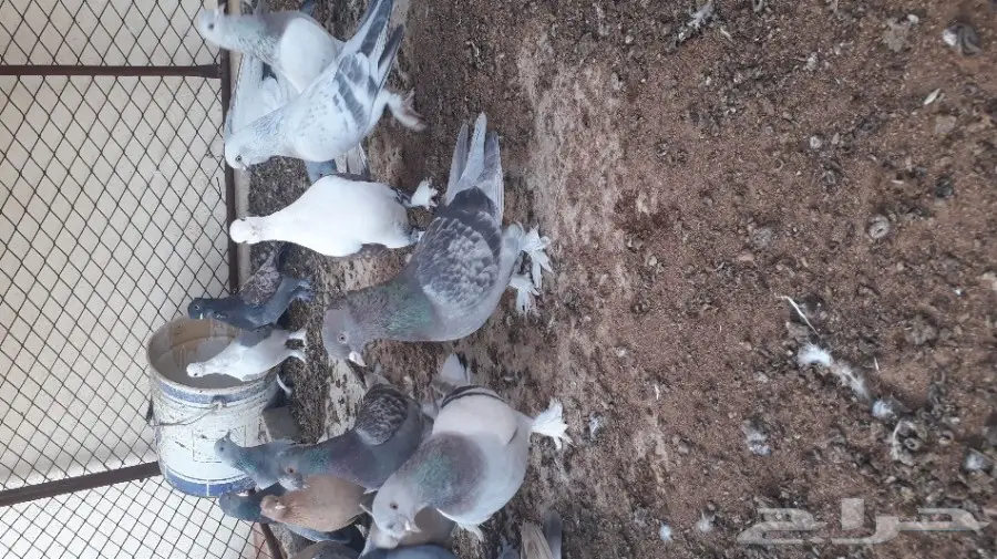 حمام اتراك (image 2)