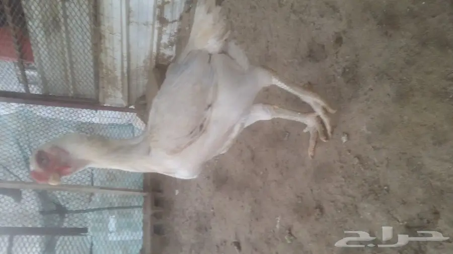 للبيع دجاجه حجازي (image 2)