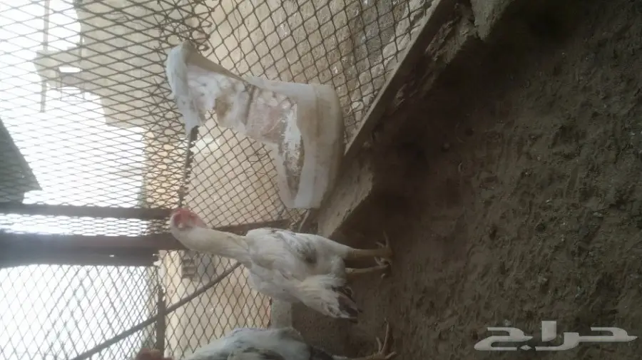 للبيع دجاجه حجازي (image 3)