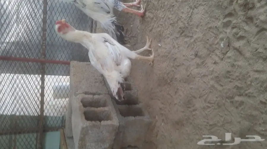 للبيع دجاجه حجازي (image 4)