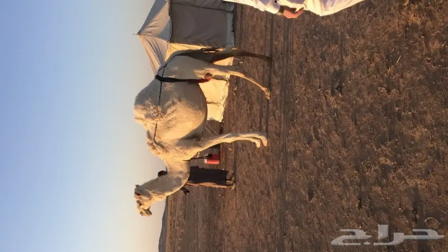 قعود مزيون رائعة من أب وأم نبيهما - فرصة لا تعوض! (image 1)