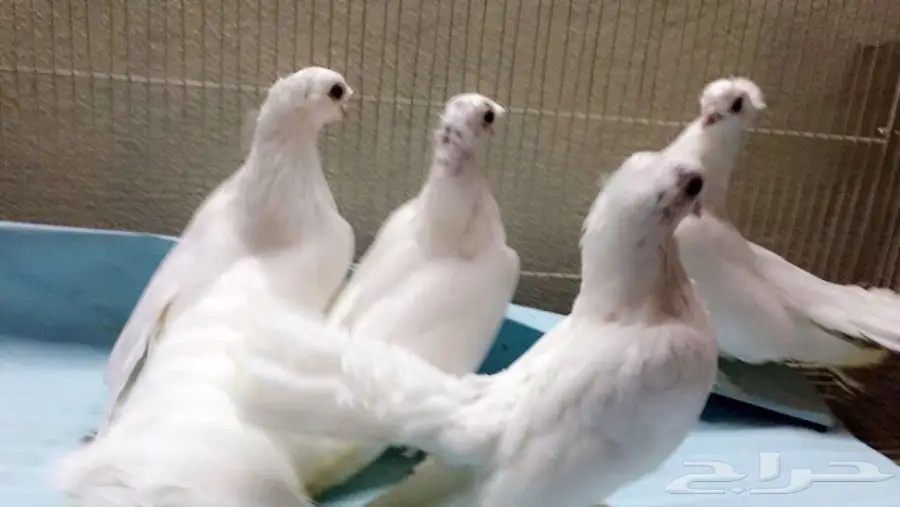 كرنقوا ابيض ... TOP 