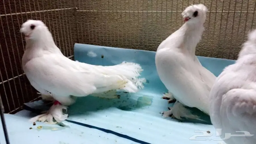 كرنقوا ابيض ... TOP  (image 1)