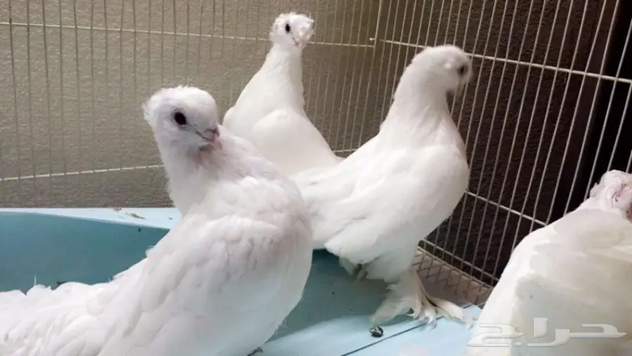 كرنقوا ابيض ... TOP  (image 2)