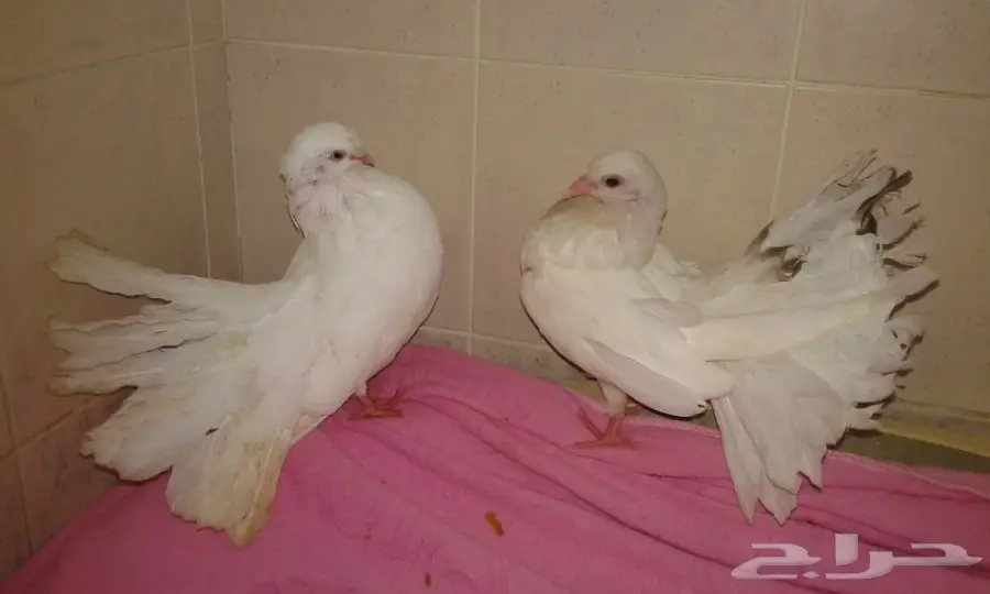 هولندي شمسي 