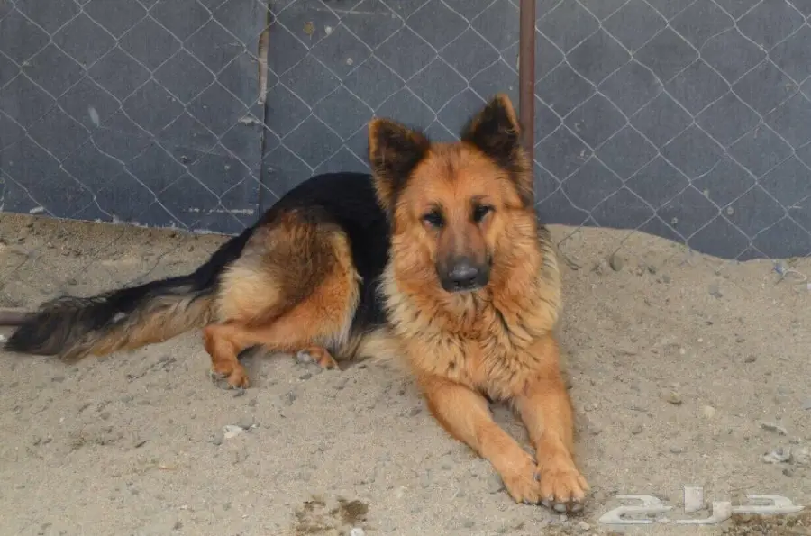 للبيع انثى جيرمن 