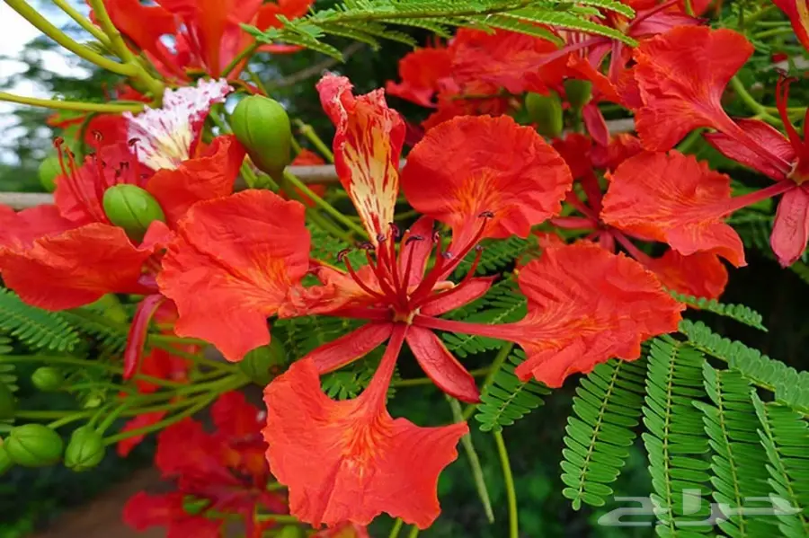 بذور البونسيانا