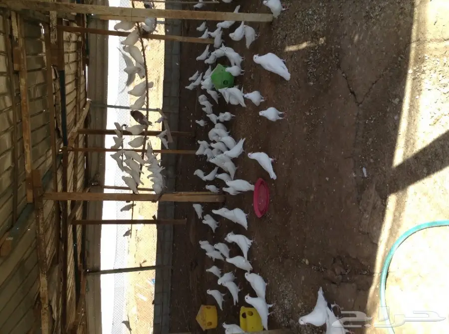 عشة حمام فرنسي 