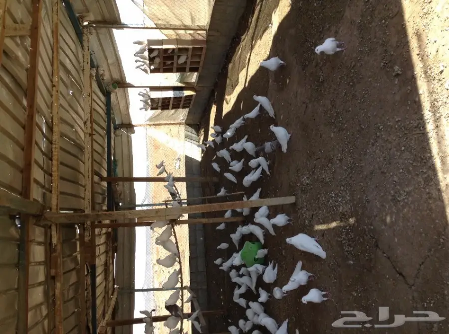 عشة حمام فرنسي  (image 1)